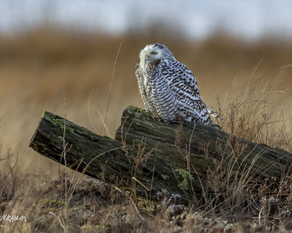 Snowy Owl