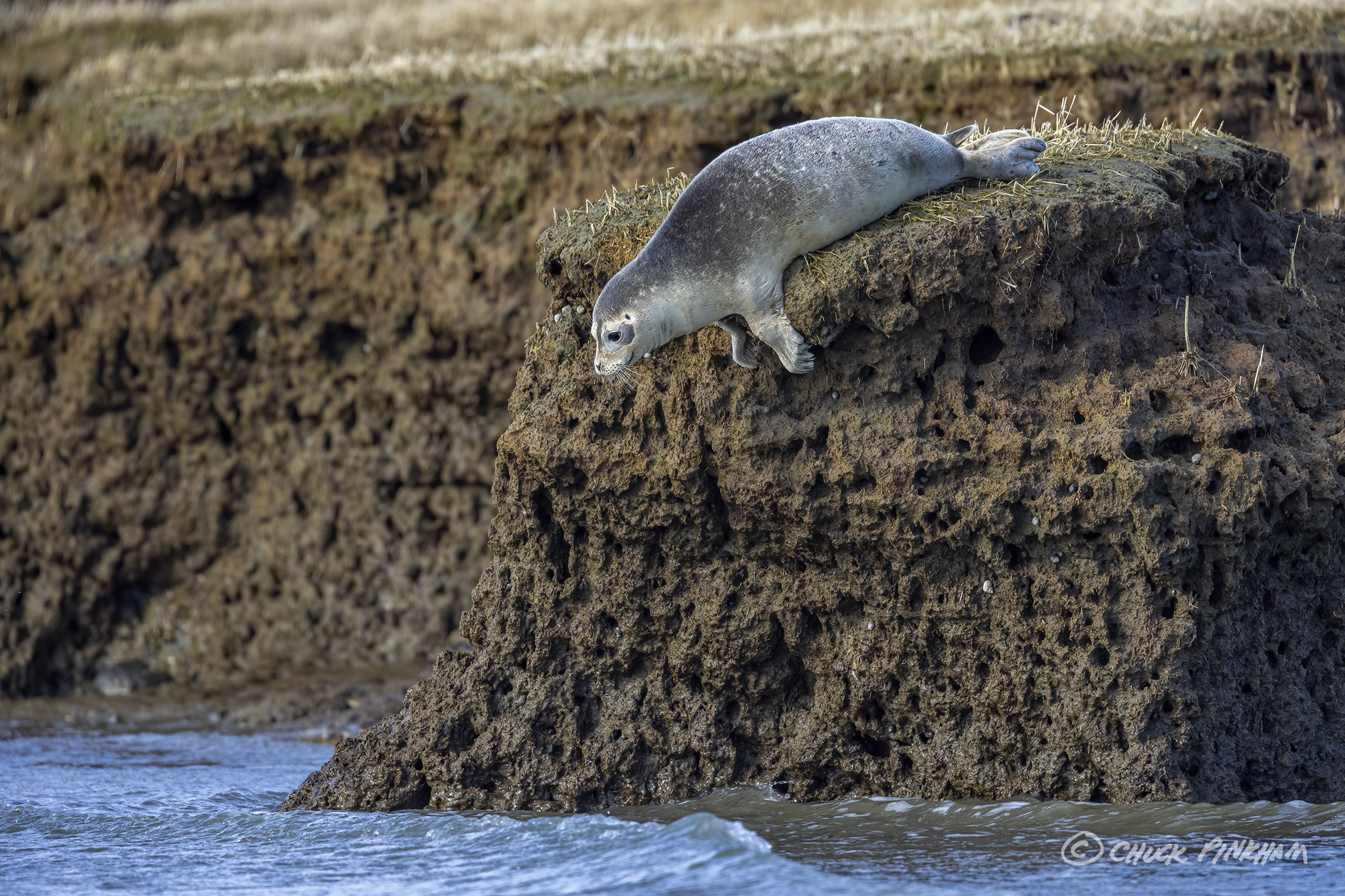 Harp Seal