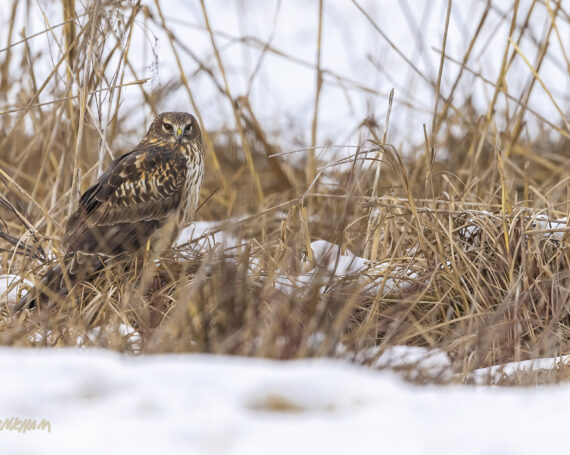 Northern Harrier