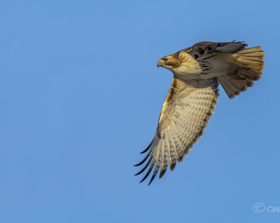 Red-Tailed Hawk