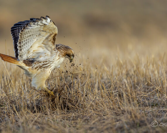 Red-Tailed Hawk