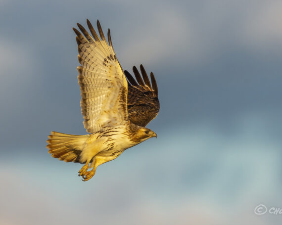 Red-Tailed Hawk