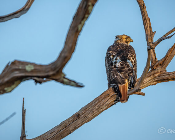 Red-Tailed Hawk