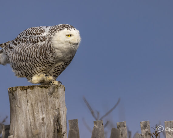 Snowy Owl