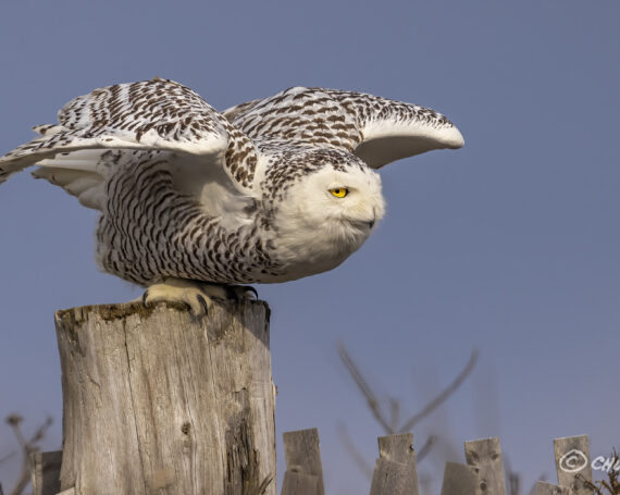 Snowy Owl