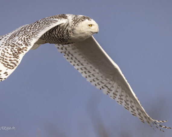 Snowy Owl