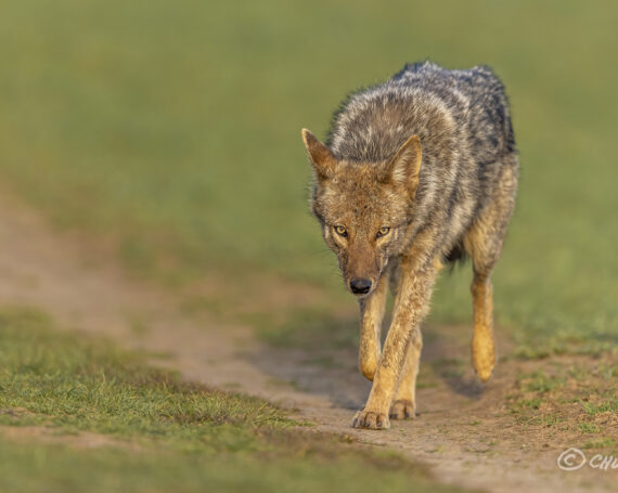 Eastern Coyote