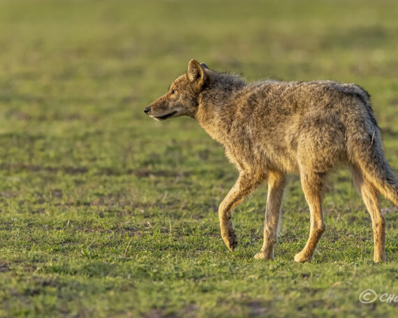 Eastern Coyote