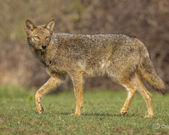 Eastern Coyote