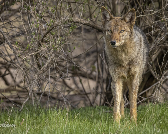 Eastern Coyote