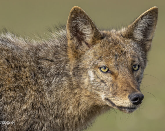 Eastern Coyote