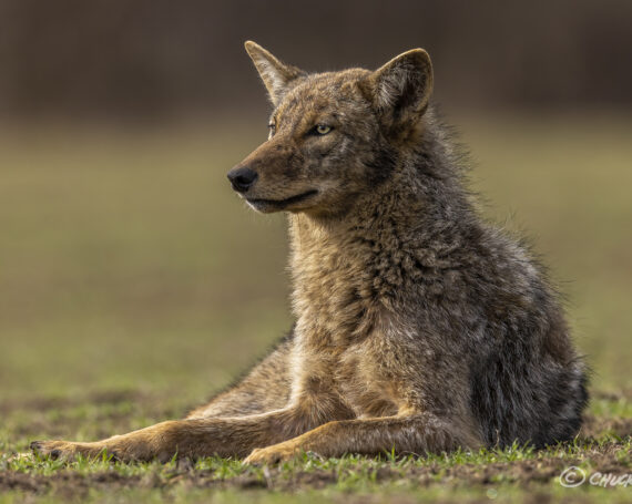 Eastern Coyote