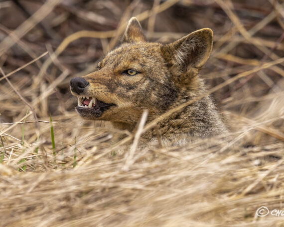 Eastern Coyote