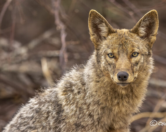 Eastern Coyote