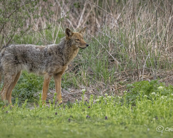 Eastern Coyote