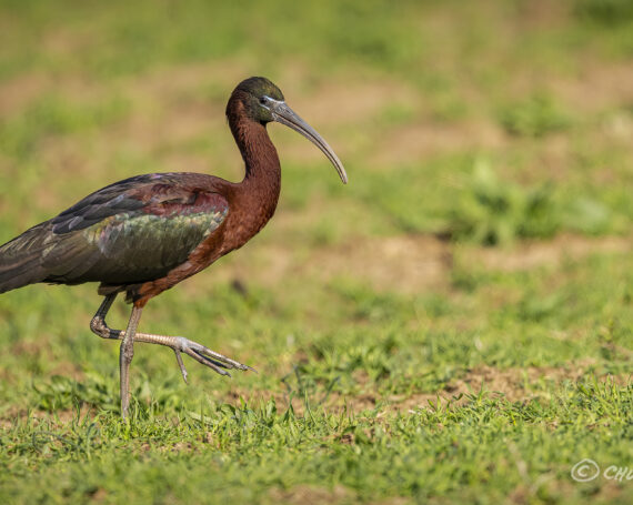 Glossy Ibis