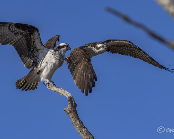 Ospreys