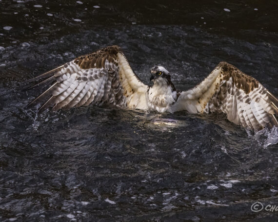 Osprey