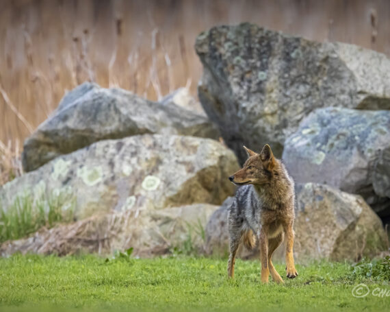 Eastern Coyote