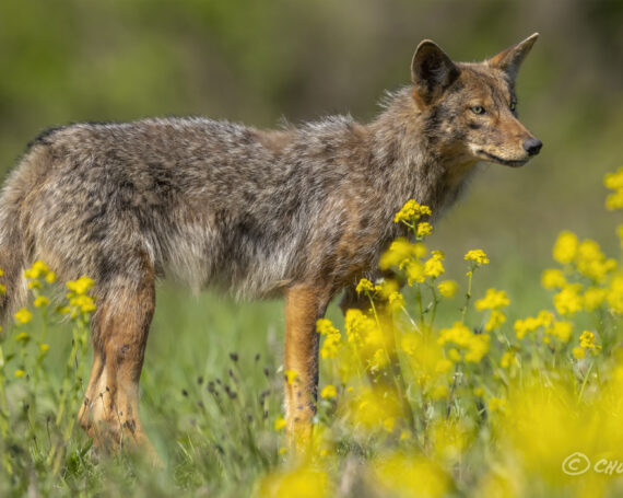 Eastern Coyote