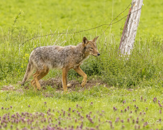 Eastern Coyote