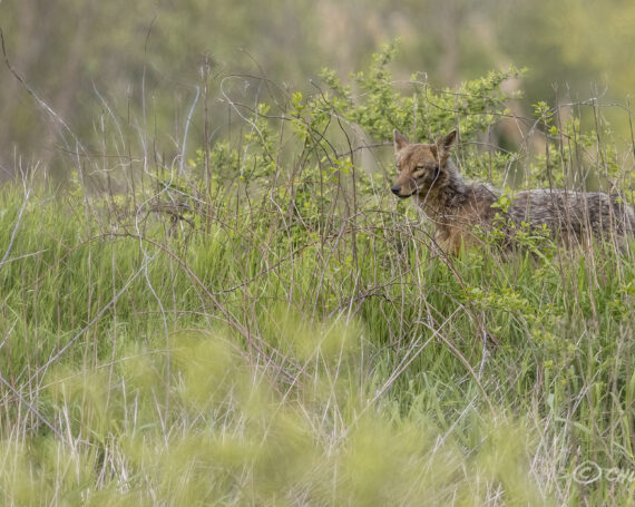 Eastern Coyote