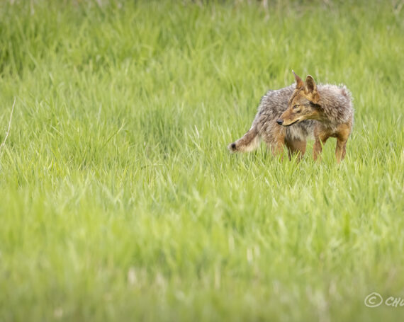 Eastern Coyote