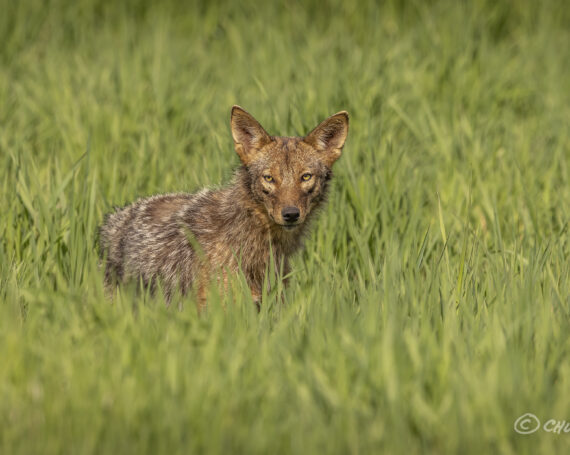 Eastern Coyote