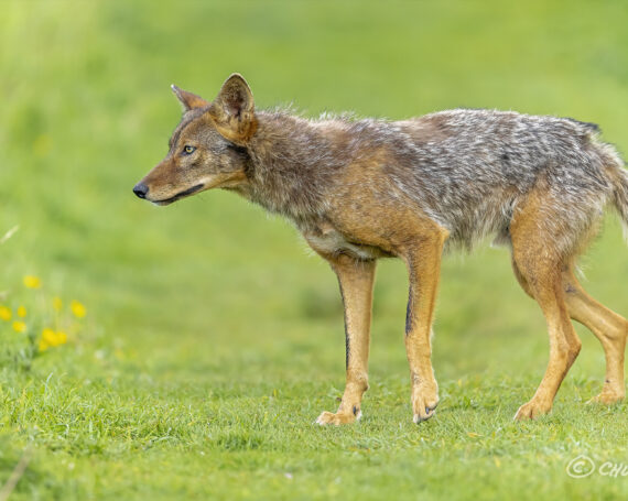 Eastern Coyote