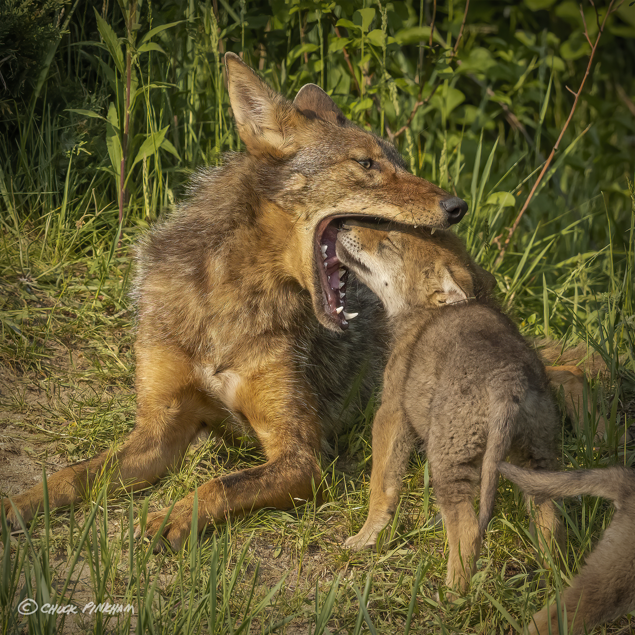 Eastern Coyotes