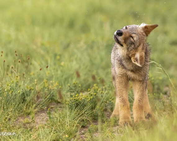 Eastern Coyote Pup