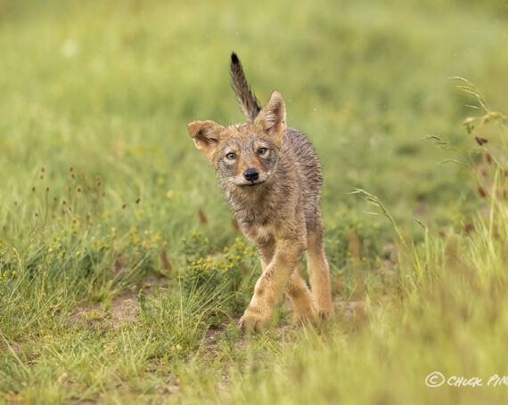 Eastern Coyote Pup