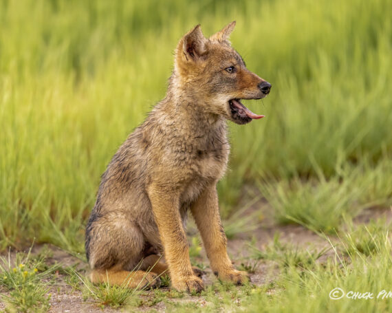 Eastern Coyote Pup