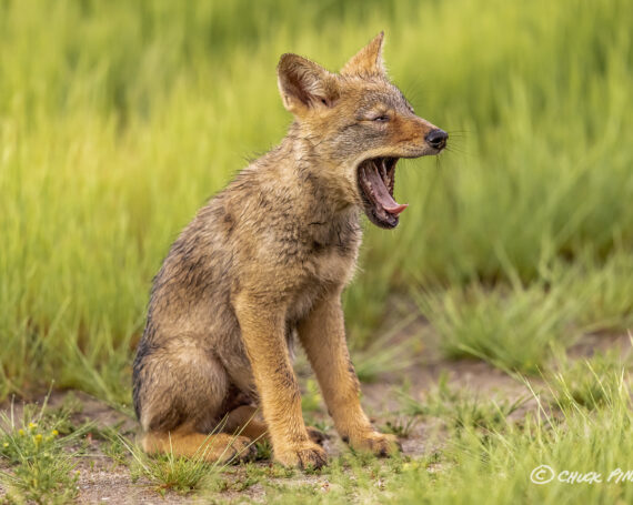 Eastern Coyote Pup