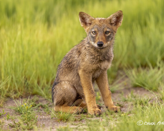 Eastern Coyote Pup