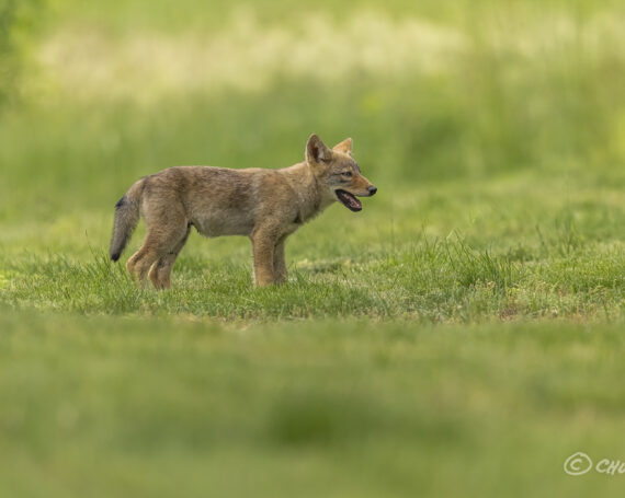 Eastern Coyote Pup