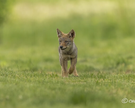 Eastern Coyote Pup