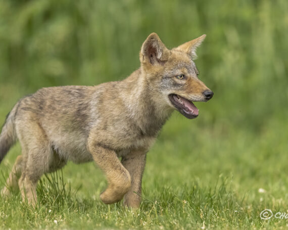 Eastern Coyote Pup