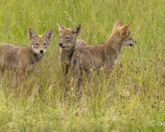 Eastern Coyote Pups