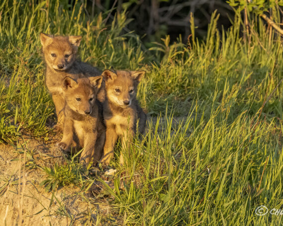 Eastern Coyote Pups