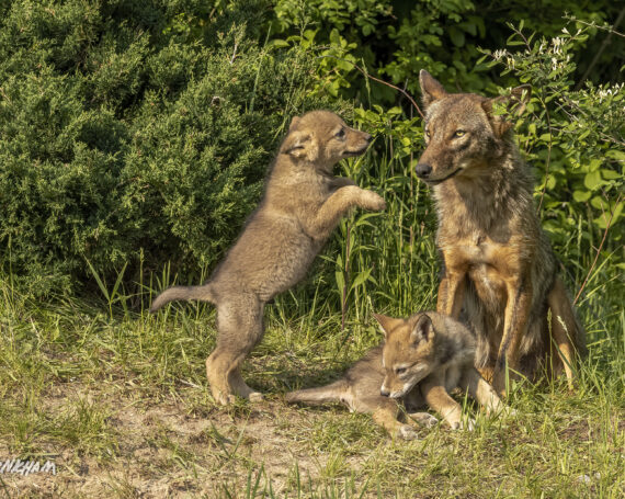 Eastern Coyotes