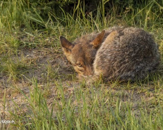 Eastern Coyote