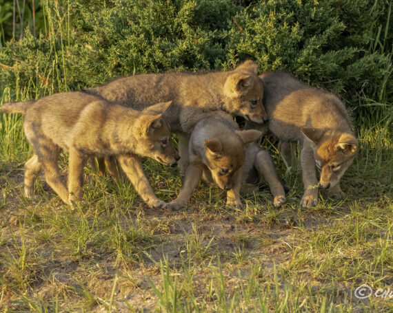 Eastern Coyote Pups