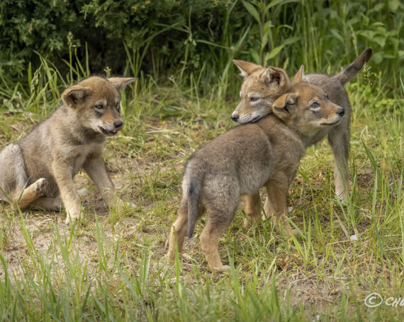 Eastern Coyote Pups