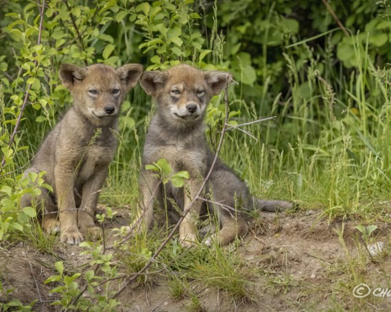 Eastern Coyote Pups