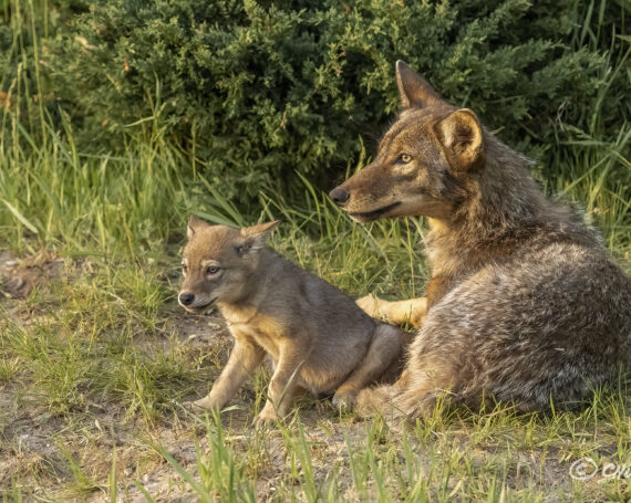 Eastern Coyotes