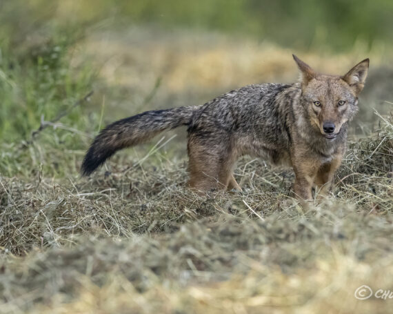 Eastern Coyote