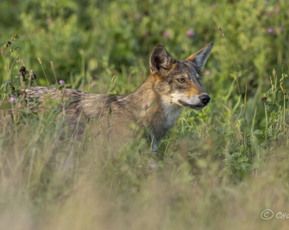 Eastern Coyote Pup