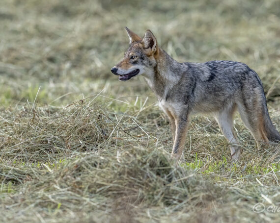 Eastern Coyote Pup