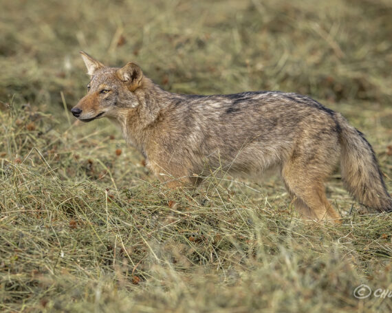 Eastern Coyote Pup